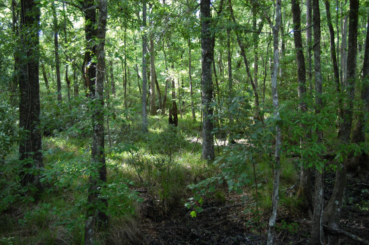Bottomland Forest